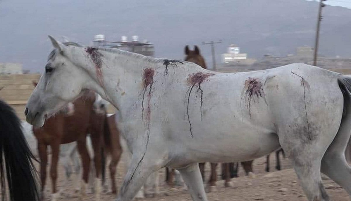 Cavalo ferido após ataques aéreos da Arábia Saudita em estábulos em Sanaa, Iêmen, em 30 de março de 2020 [Ronda /Twitter]