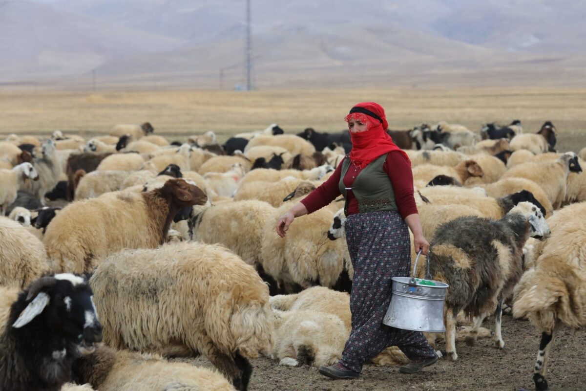 Mulher cuida de uma criação de ovelhas, em 1° de outubro de 2018 [Ali Ihsan Öztürk/Agência Anadolu]