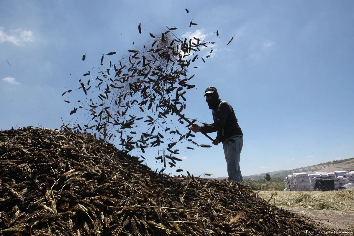 Agricultor em colheita de trigo verde, em 12 de março de 2018 [Nedal Eshtayah / Apaimages ]