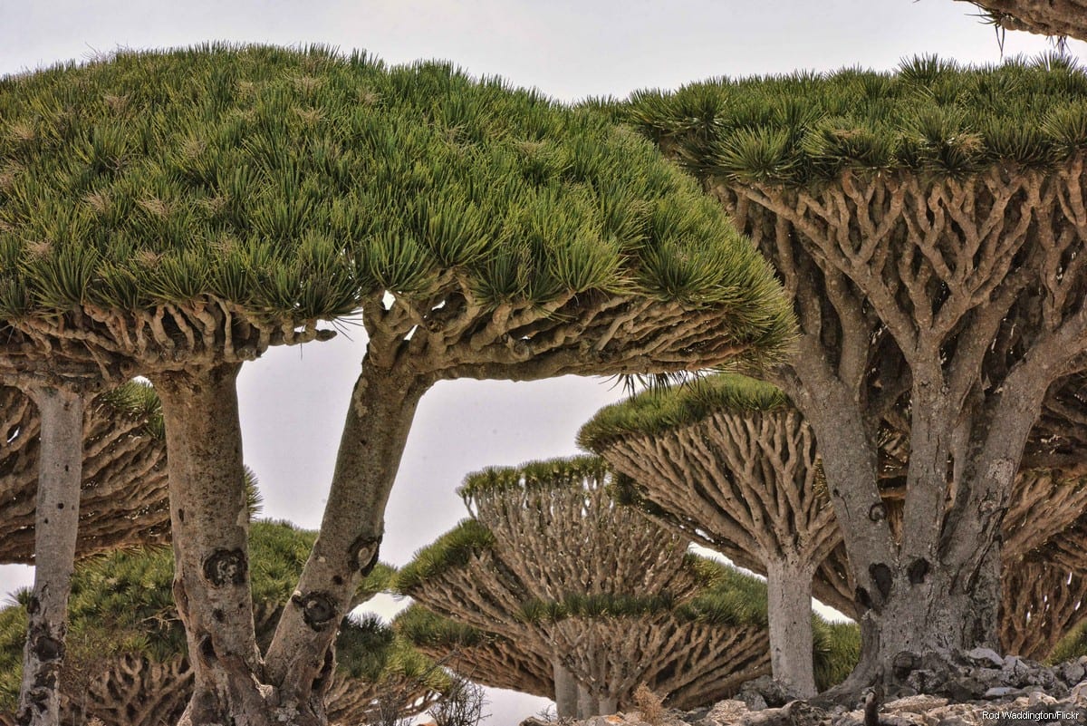 Ilha iemenita de Socotra, 24 de maio de 2018 [Rod Waddington/ Flickr]