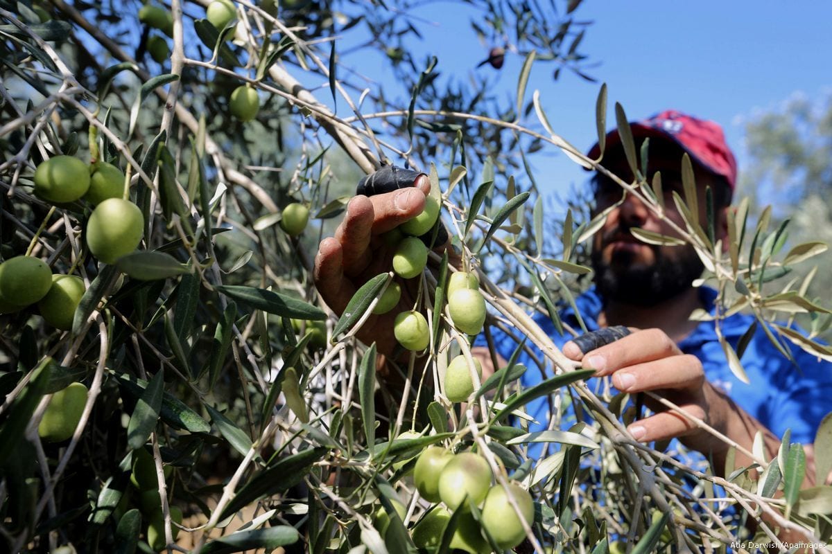 Homem palestino colhe azeitonas em uma fazenda, em 16 de outubro de 2017 [Atia Darwish/Apaimages]