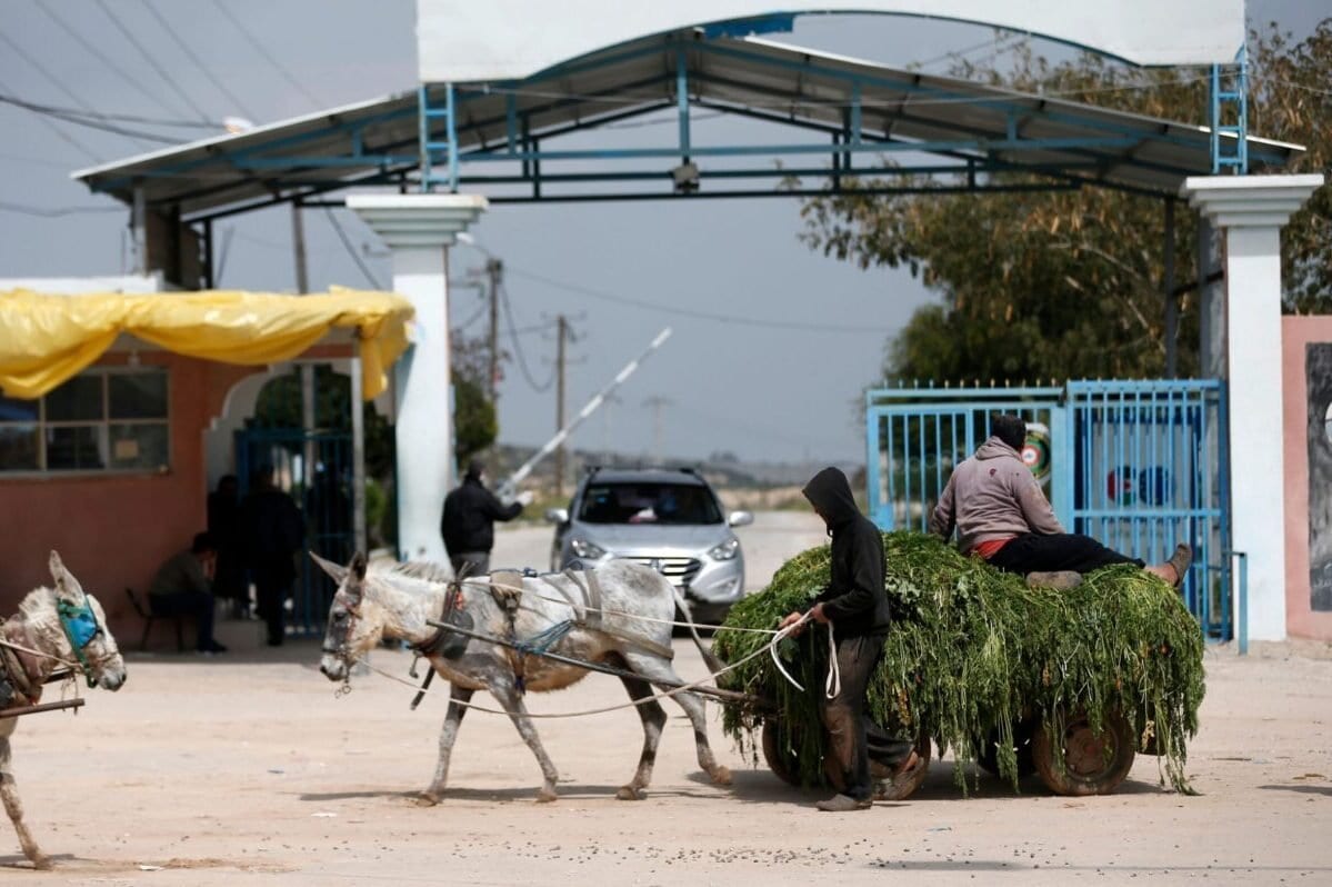 Um fazendeiro lidera uma carroça puxada por burro carregado com trevo pelo portão da passagem de Erez com Israel perto de Beit Hanun no norte da Faixa de Gaza em 15 de março de 2020 [Mahmud Hams/ AFP via Getty Images]
