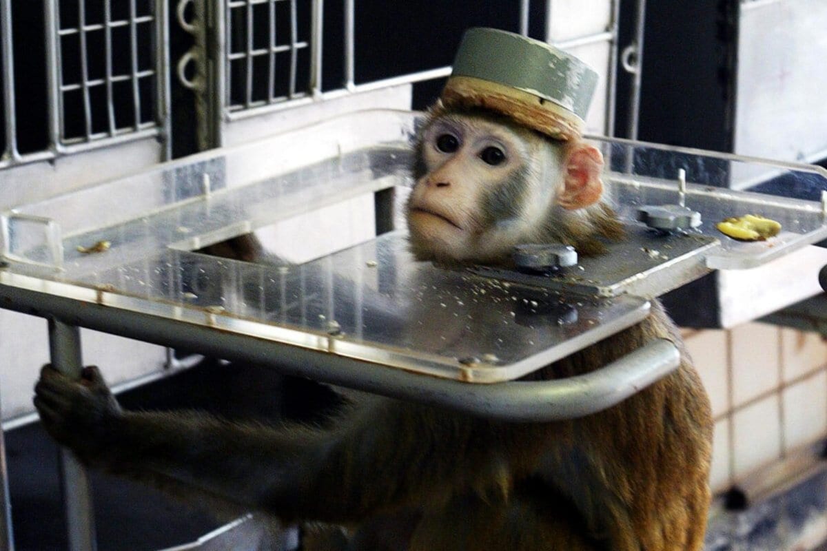 Um macaco com um gorro de metal para cobrir os eletrodos em sua cabeça, durante testes do Laboratório de Problemas Médicos e Biológicos, nos subúrbios de Moscou, Rússia, 15 de abril de 2003 [Dmitry Korotayev/Epsilon/Getty Images]