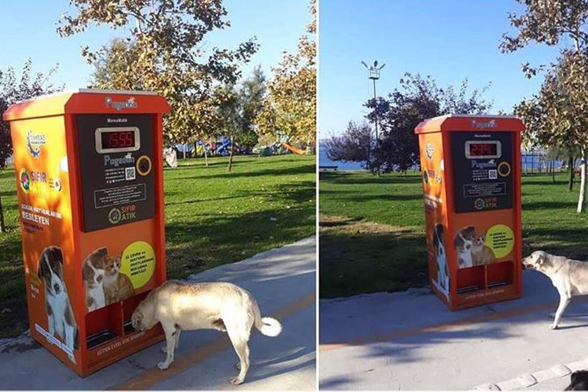Máquina automática alimenta animais de rua e coleta materiais recicláveis na Turquia, em 3 de novembro de 2020 [Agência Anadolu/Twitter]