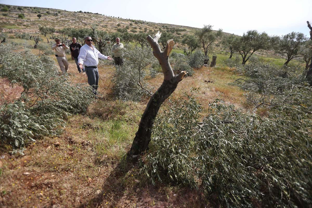  Agricultores palestinos inspecionam os danos causados ​​às suas oliveiras quando várias foram arrancadas em 11 de abril de 2017 [Agência Issam Rimawi / Anadolu]

