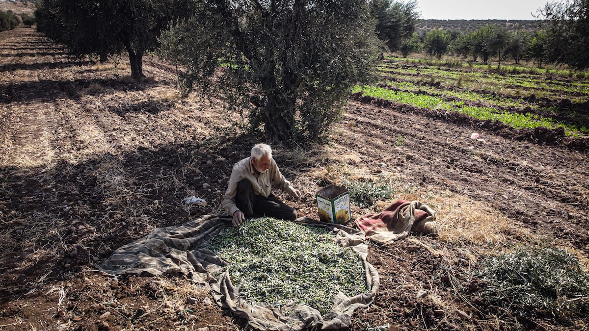 Fazendeiro sírio colhe azeitonas em Idlib, Síria, 21 de novembro de 2020 [Muhammed Abdullah/Agência Anadolu]
