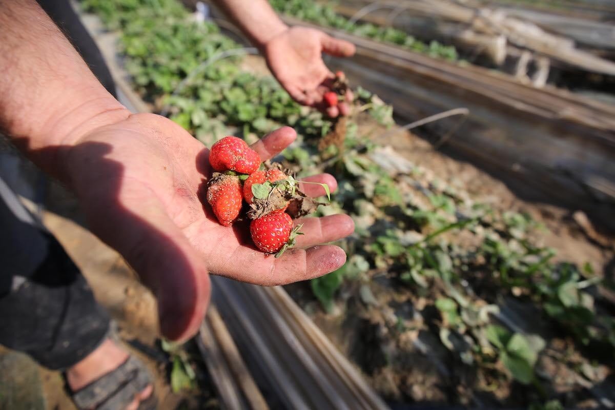 Agricultores da área de Beit Lahia apelaram ao Ministério da Agricultura e organizações internacionais para salvá-los das perdas após três dias de chuva que inundaram o córrego de irrigação ao redor dos campos em 21 de dezembro [Mohammed Asad/Monitor do Oriente]