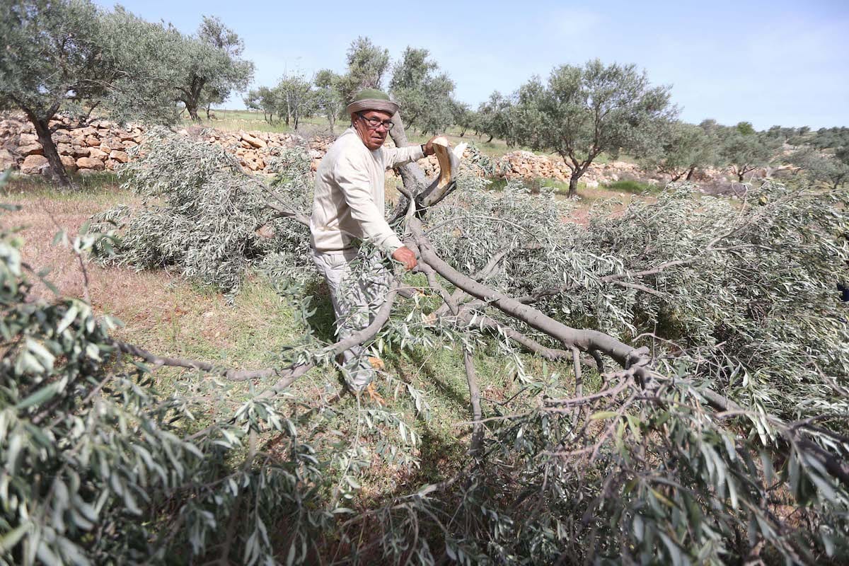 Fazendeiros palestinos inspecionam os danos às suas oliveiras, cortadas por colonos israelenses [Issam Rimawi/Agência Anadolu]
