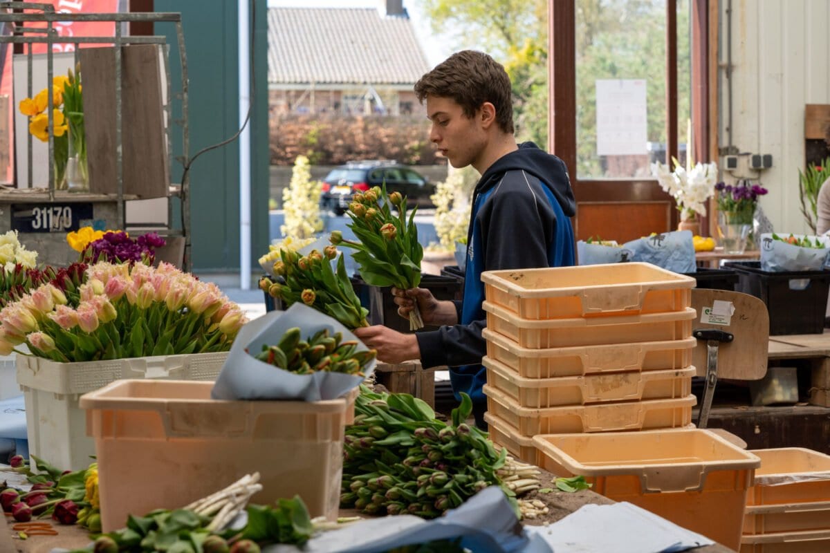 Um homem está preparando pedidos de tulipas para serem enviados em 17 de abril de 2020 [Helene Wiesenhaan/ BSR Agency / Getty Imagens]
