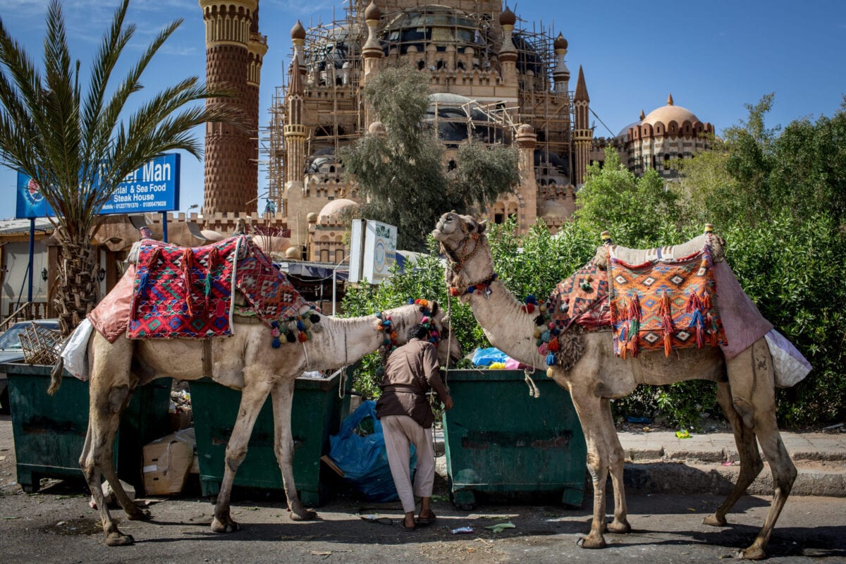 Camelos utilizados por turistas no distrito comercial histórico de Sharm El Sheikh, no Egito, 3 de abril de 2016 [Chris McGrath/Getty Images]