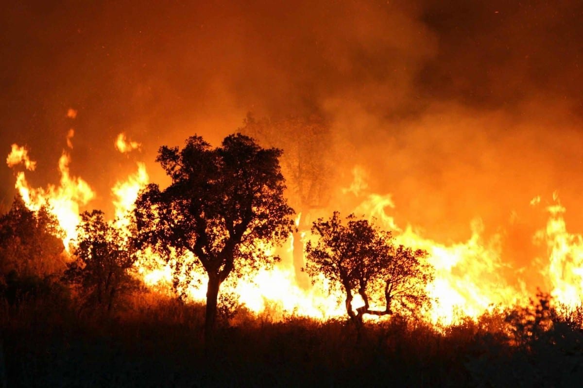 Incêndio em uma floresta na Argélia, 1º de setembro de 2017. [STR/AFP/Getty Images]
