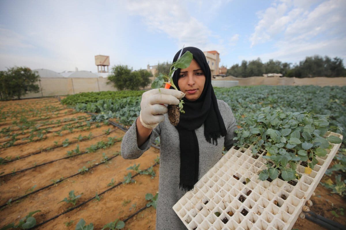 Mulheres em Gaza cultivam brócolis para o mercado local, a fim de superar os altos índices de pobreza do território sitiado [Mohammad Asad/Monitor do Oriente Médio]
