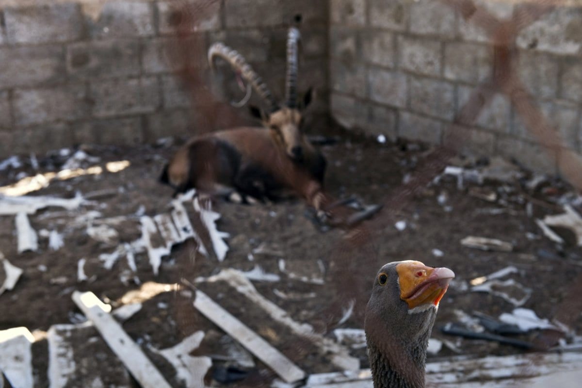 Um ganso e um antílope em sua gaiola no turista de Bisan City zoológico da vila, em Beit Hanun em 14 de agosto de 2014 [Roberto Schmidt/ AFP via Getty Images]
