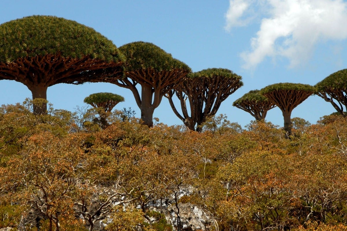 Árvores de sangue de dragão se erguem umas sobre as outras na Ilha Iemenita de Socotra, em 27 de março de 2013 [Khaled Fazaa/AFP/Getty Images]