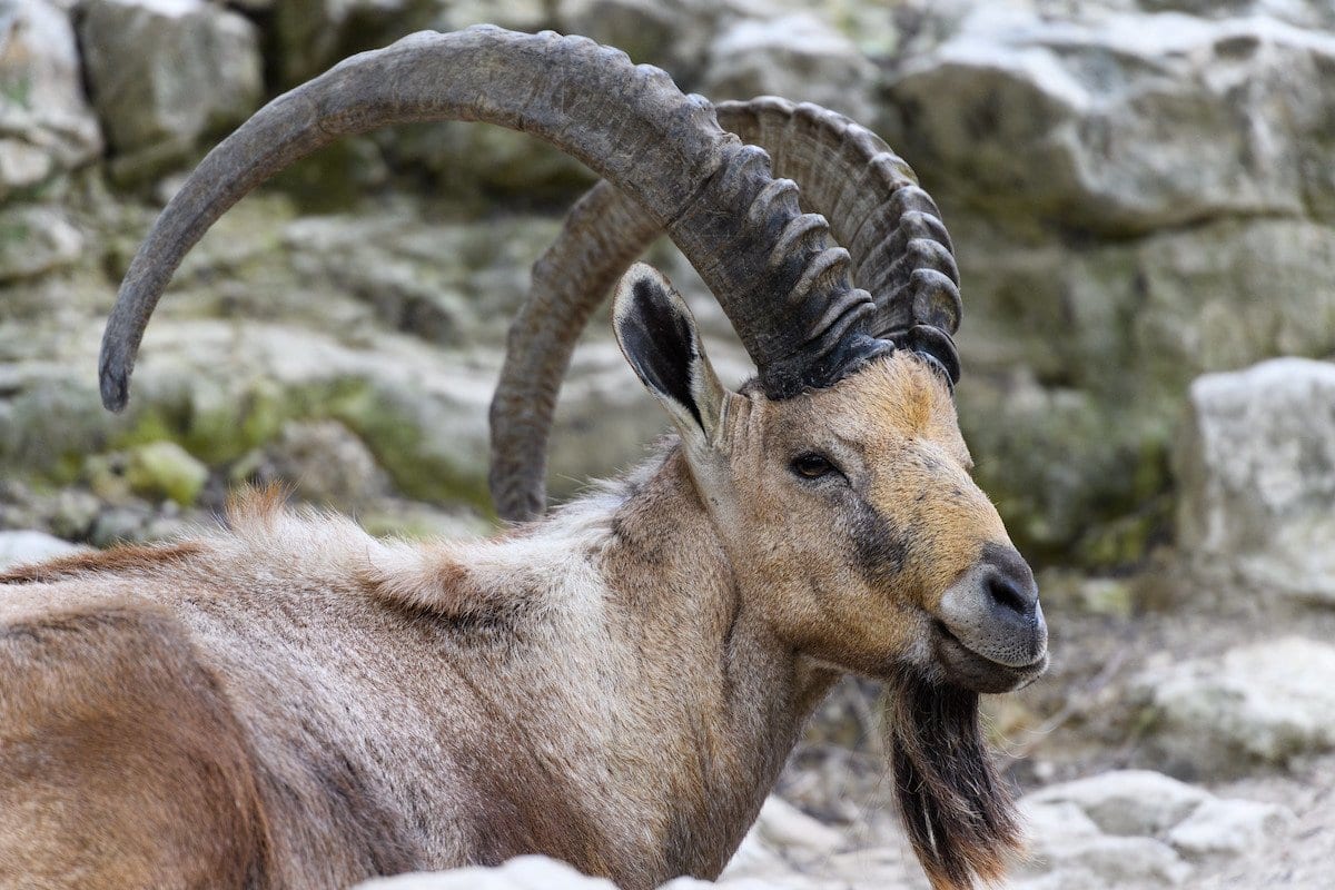 Ibex com chifres grandes [Eric Kilby / Flickr]
