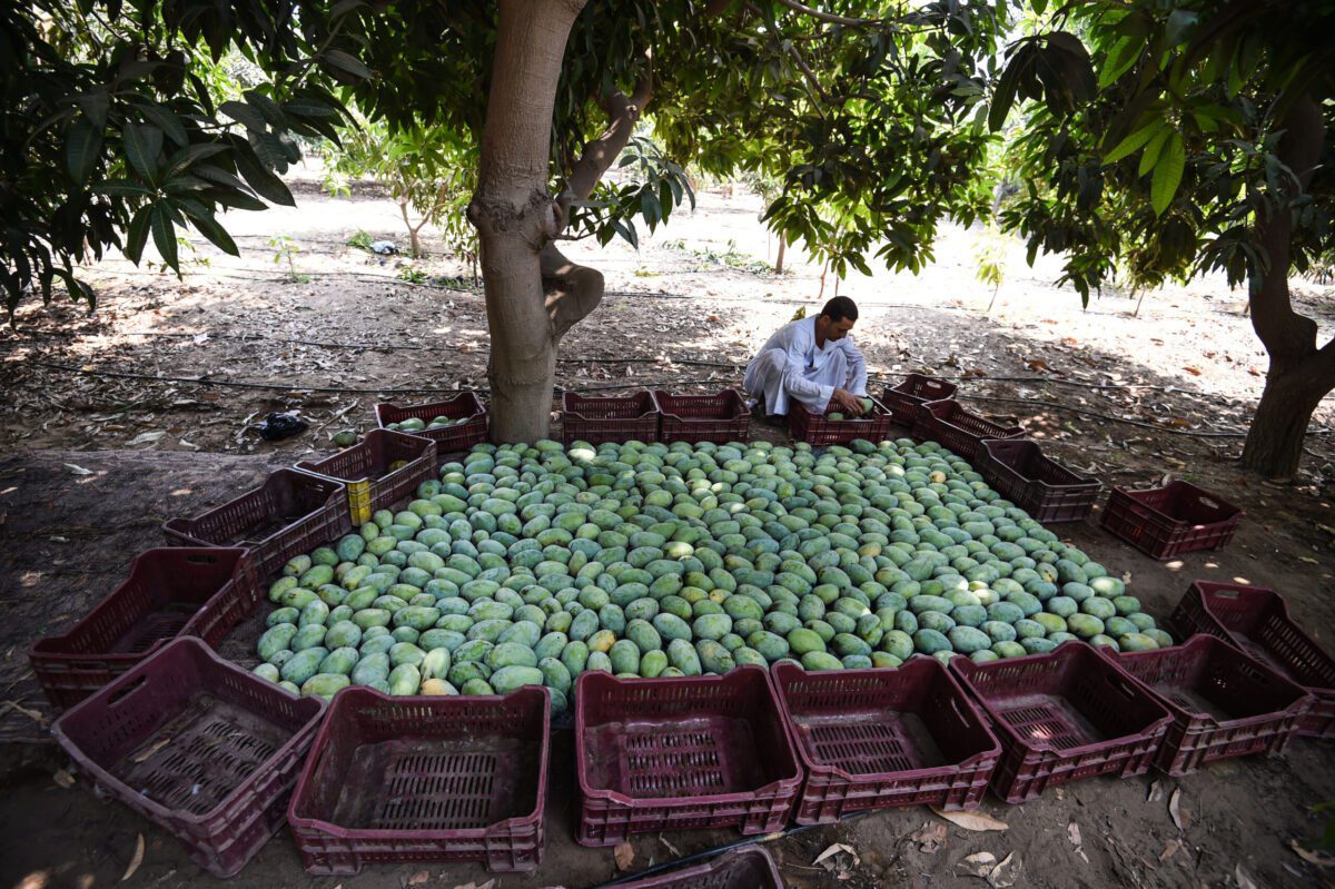 Agricultor egípcio reúne mangas na aldeia al-Qata, governadoria de Gizé, em 27 de agosto de 2018 [Mohamed El-Shahed/ AFP via Getty Images]
