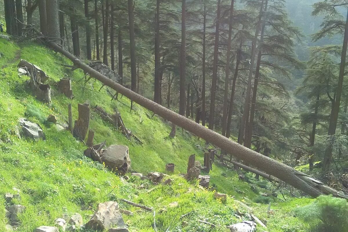 Floresta na Argélia [Wikipedia]
