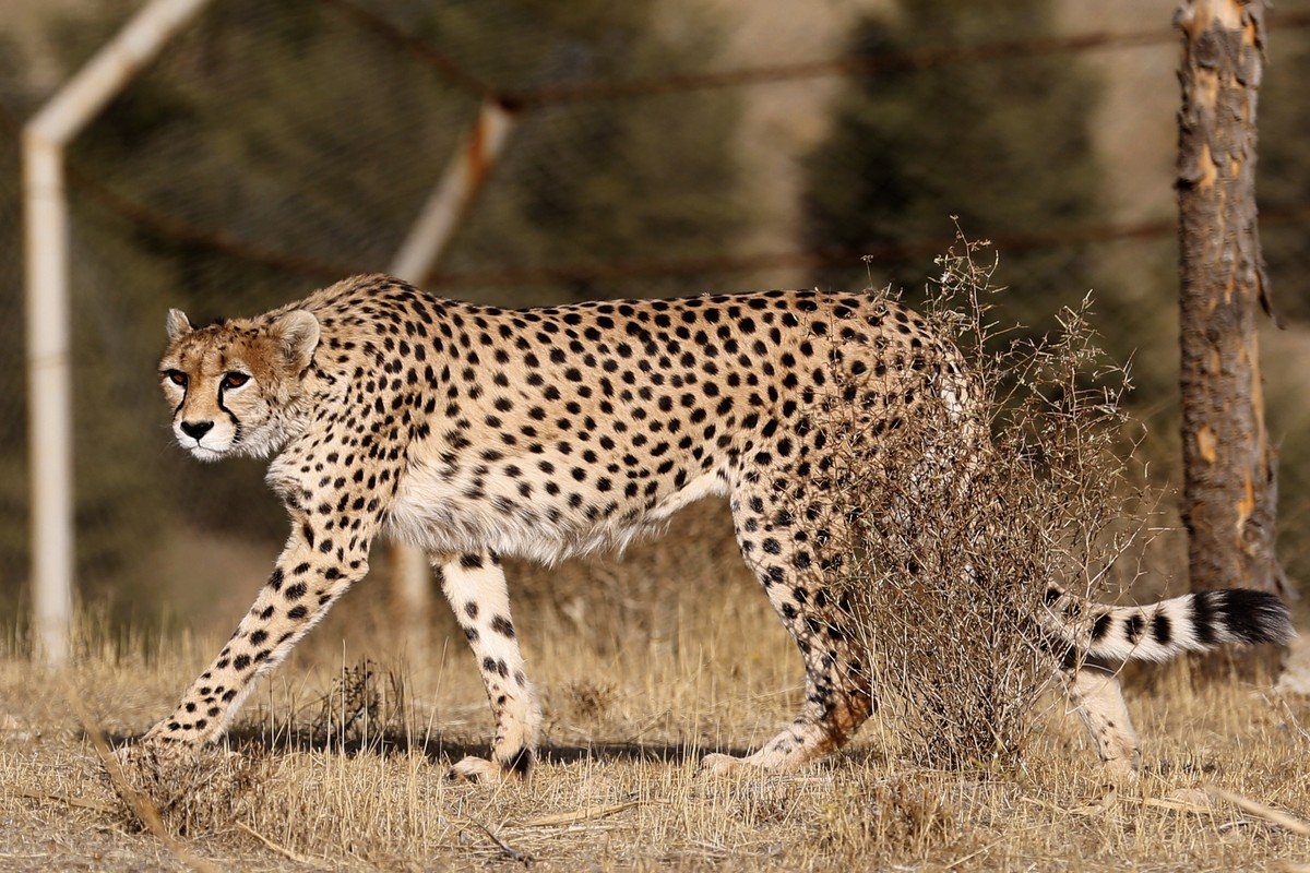 Uma chita asiática em Teerã, em 10 de outubro de 2017 [Atta Kenare/AFP/Getty Images]
