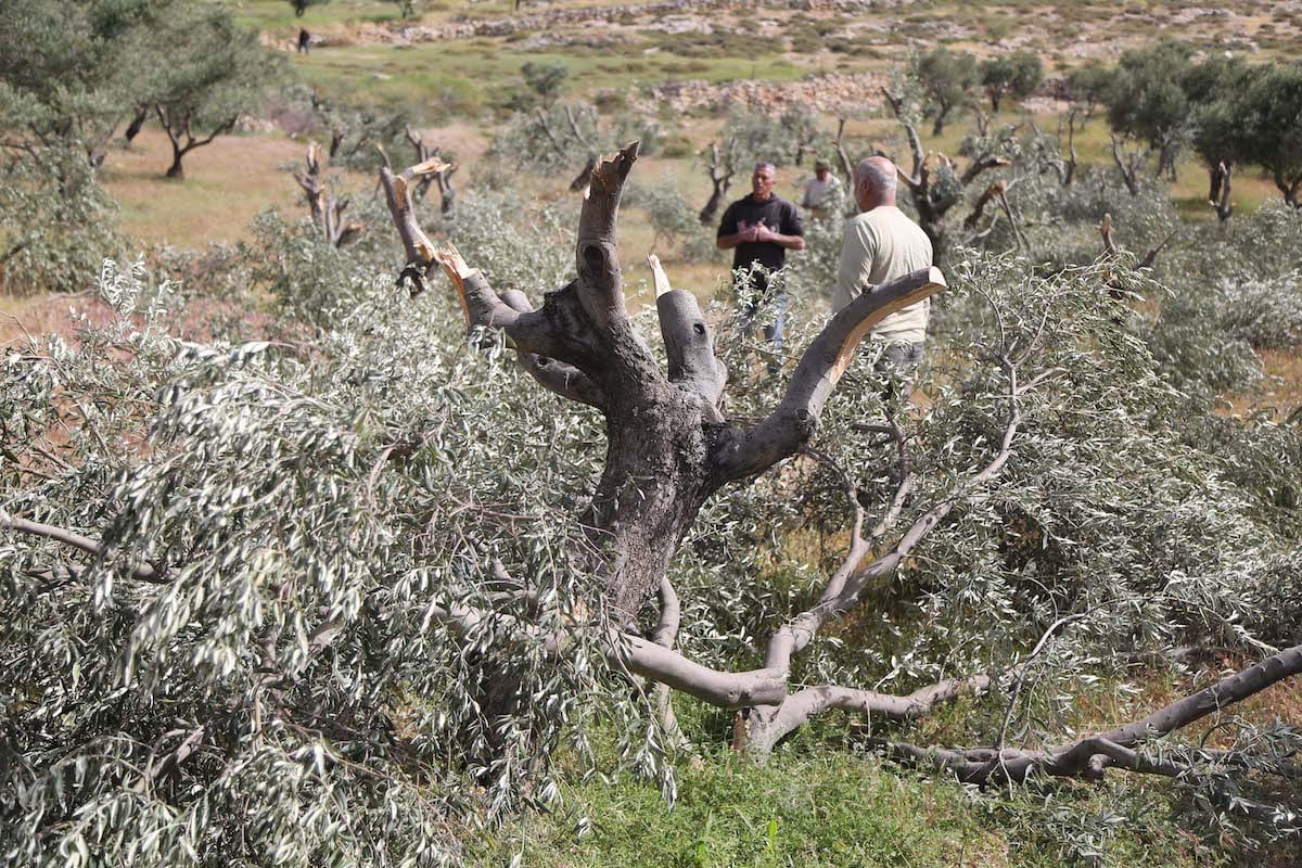 Agricultores palestinos inspecionam os danos causados às suas oliveiras que foram cortadas por colonos israelenses, em 11 de abril de 2017 [Issam Rimawi/Agência Anadolu]
