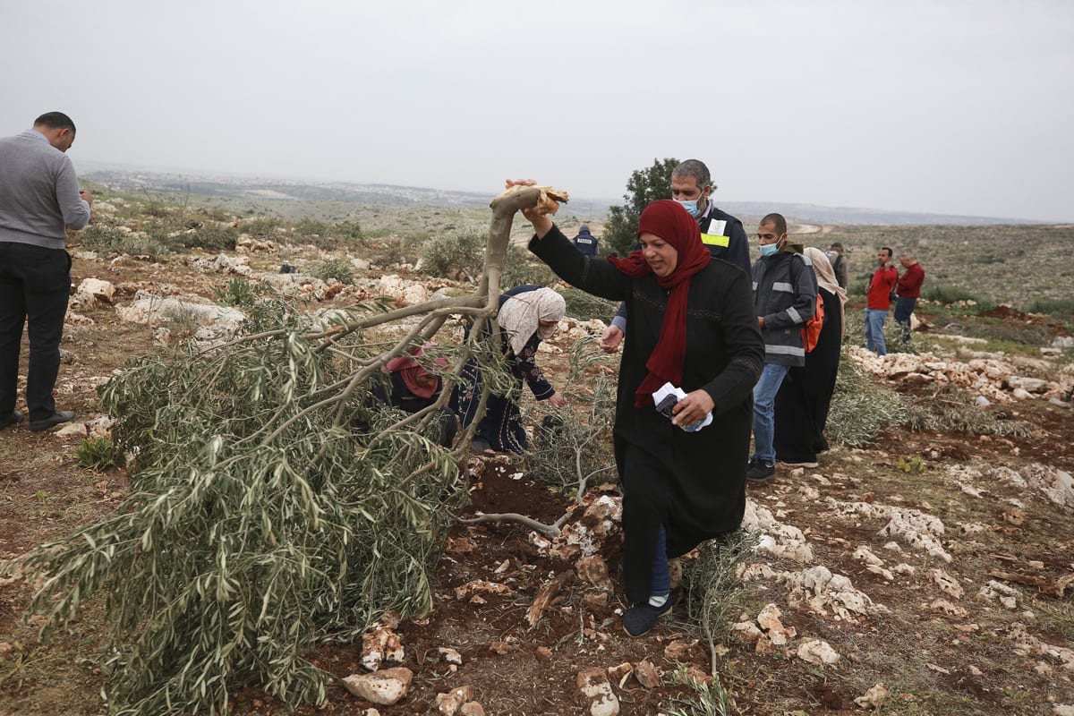Palestinos plantam mudas de oliveiras após ataque de colonos israelenese, em Deir Ballut, Cisjordânia ocupada, 13 de janeiro de 2021 [Issam Rimawi/Agência Anadolu]

