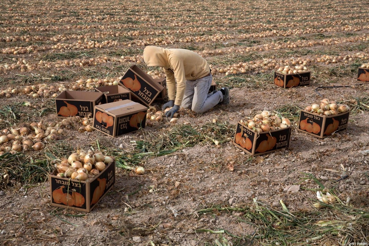 Fazendeiro palestino colhe cebolas nno assentamento ilegal israelense de Almog, perto de Jericó, na Cisjordânia ocupada, 21 de janeiro de 2016 [MENAHEM KAHANA/AFP via Getty Images]
