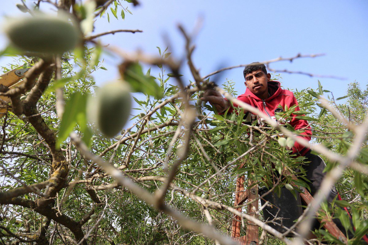 Um agricultor palestino colhe amêndoas, em 14 de março de 2021 [Ashraf Amra/ApaImages]
