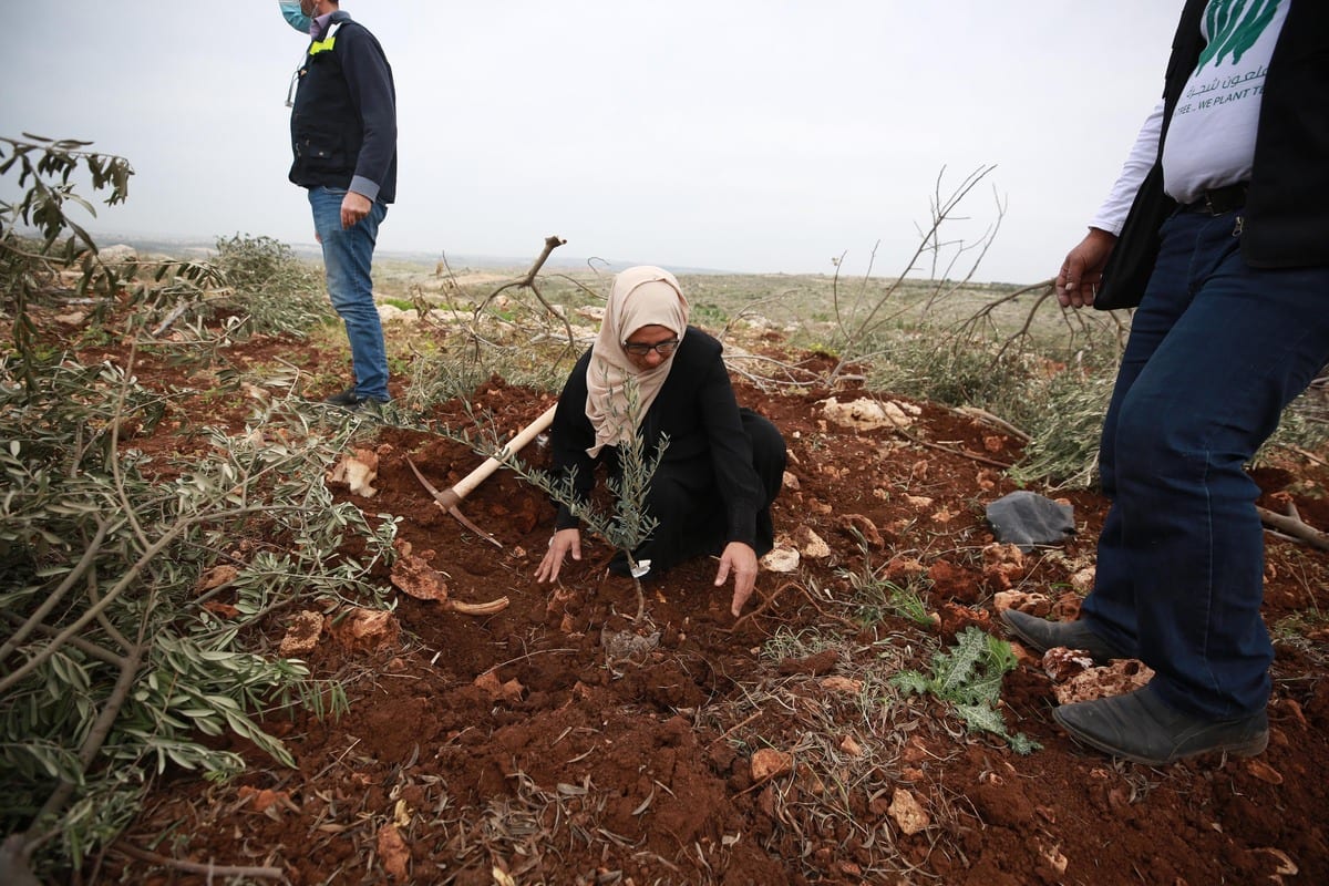 Palestinos plantam mudas na terra onde as oliveiras foram arrancadas por colonos israelenses na Cisjordânia, em 13 de janeiro de 2021 [Issam Rimawi/Agência Anadolu]