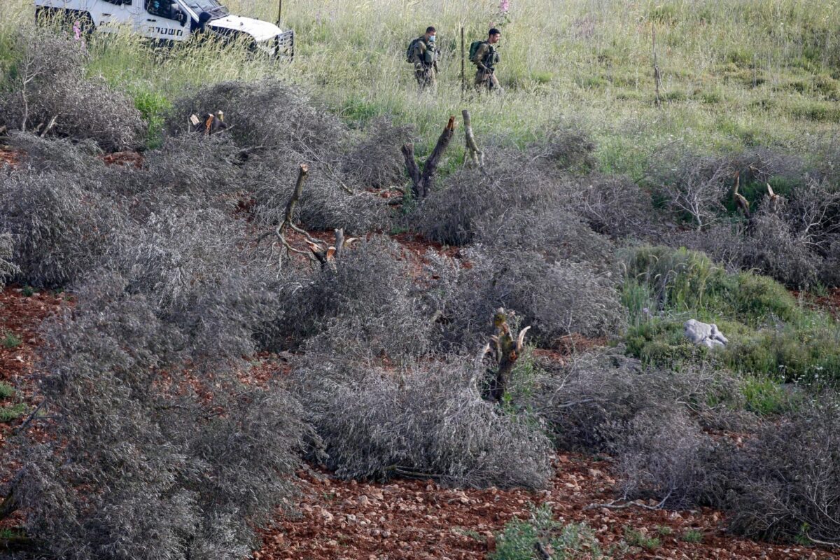 Soldados israelenses passam por oliveiras cortadas em terras pertencentes a manifestantes palestinos da vila de Al-Sawiyah, ao sul da cidade de Nablus, na Cisjordânia ocupada, em 2 de maio de 2020 [Jaafar Ashtiyeh/AFP via Getty Images]