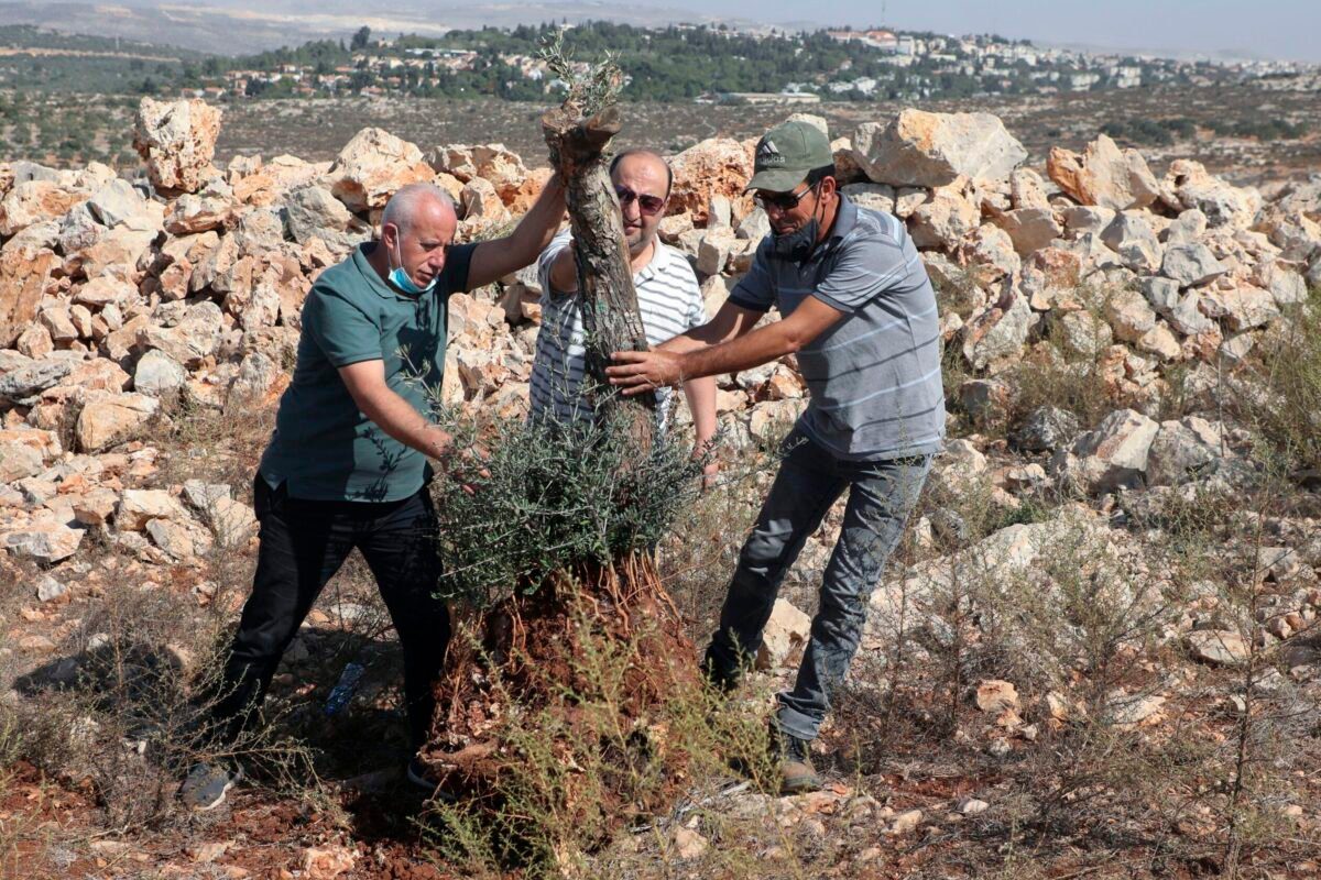 Palestinos tentam devolver uma oliveira ao seu lugar depois que uma escavadeira israelense a arrancou, em um campo na cidade de Salfit, na Cisjordânia, perto do assentamento israelense de Ariel, em 26 de outubro de 2020 [Jaafar Ashtiyeh/AFP via Getty Images]

