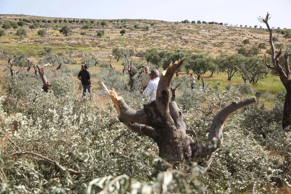 Agricultores palestinos inspecionam os danos causados às suas oliveiras por colonos israelenses [Issam Rimawi/Agência Anadolu]
