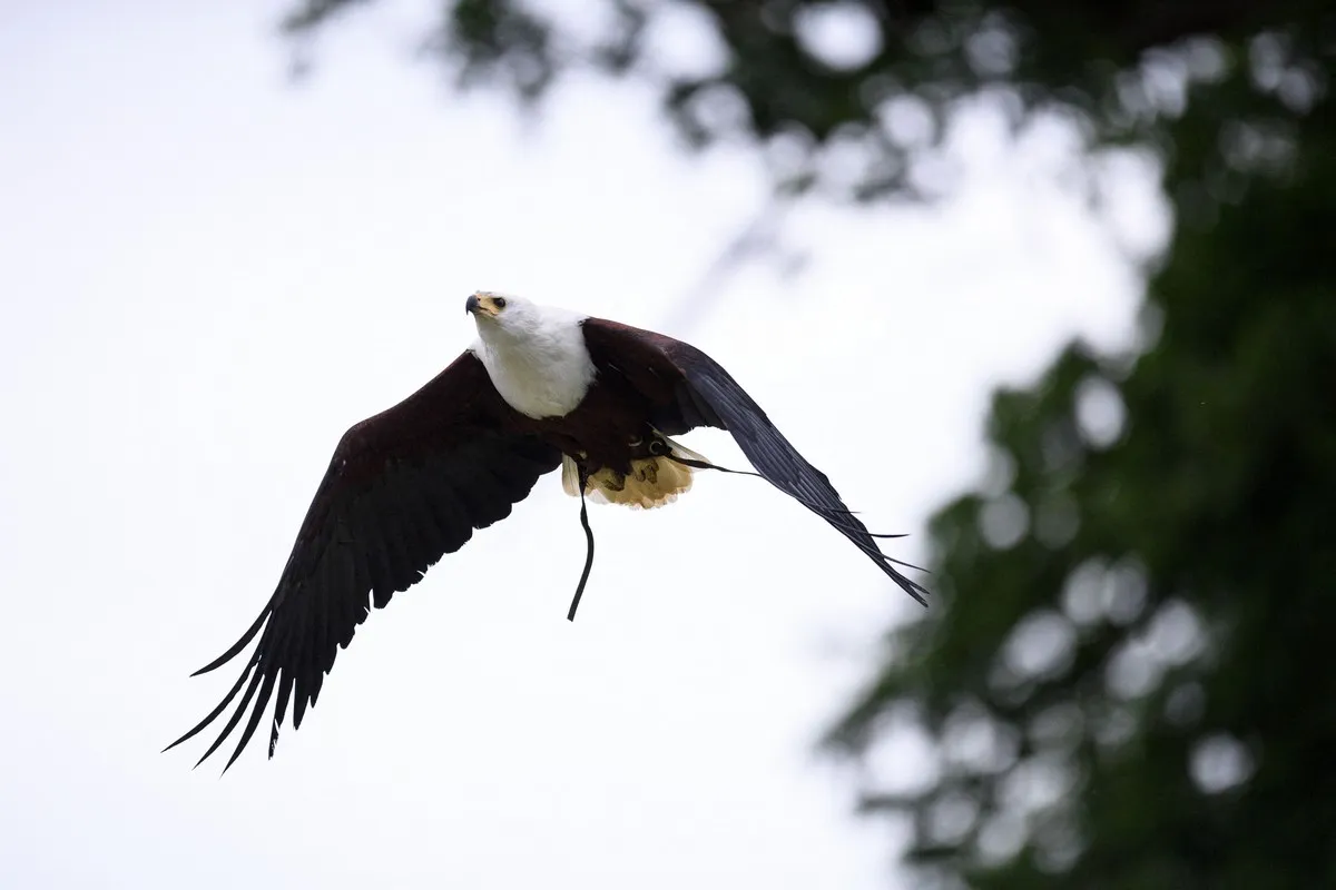 Uma águia realiza uma exibição voadora para espectadores em 27 de junho de 2021 [Oli Scarff/AFP/Getty Images]

