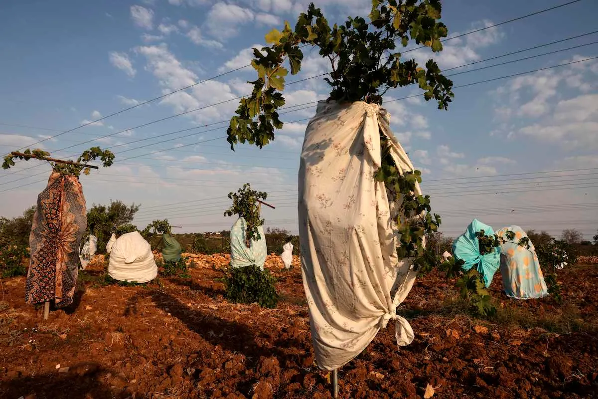 Videiras cobertas com lençóis coloridos e toalhas de mesa para proteger as uvas do sol são retratadas em um vinhedo palestino ao sul da cidade palestina de Belém, na Cisjordânia, em 10 de setembro de 2020 [Menahem Kahana/AFP via Getty Images]