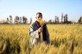 Agricultores inspecionam as plantas de trigo durante o processo de produção na província do Delta do Nilo de al-Minufiyah, Egito, em 25 de março de 2022. [Stringer - Agência Anadolu]
