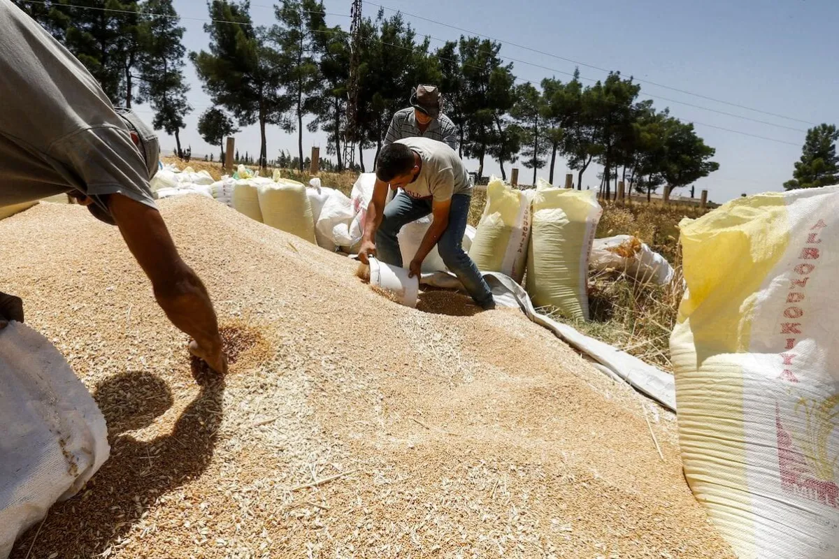 Colheita de trigo em Damasco, Síria, 18 de junho de 2020 [Louai Beshara/AFP/Getty Images]
