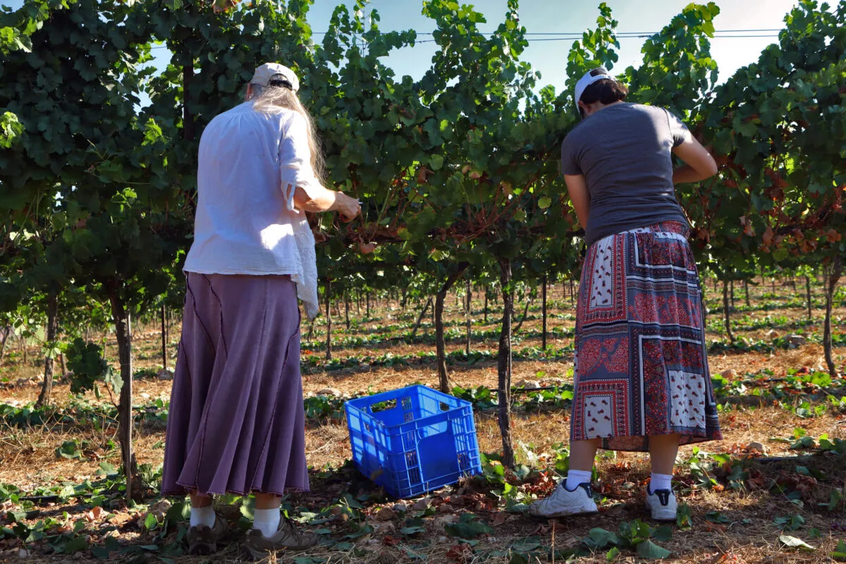 Cristãos evangélicos colhem uvas Gewürztraminer para um vinhedo israelense, sob pretextos religiosos, no assentamento ilegal de Shilo, na Cisjordânia ocupada, em 25 de agosto de 2019 [David Silverman/Getty Images]
