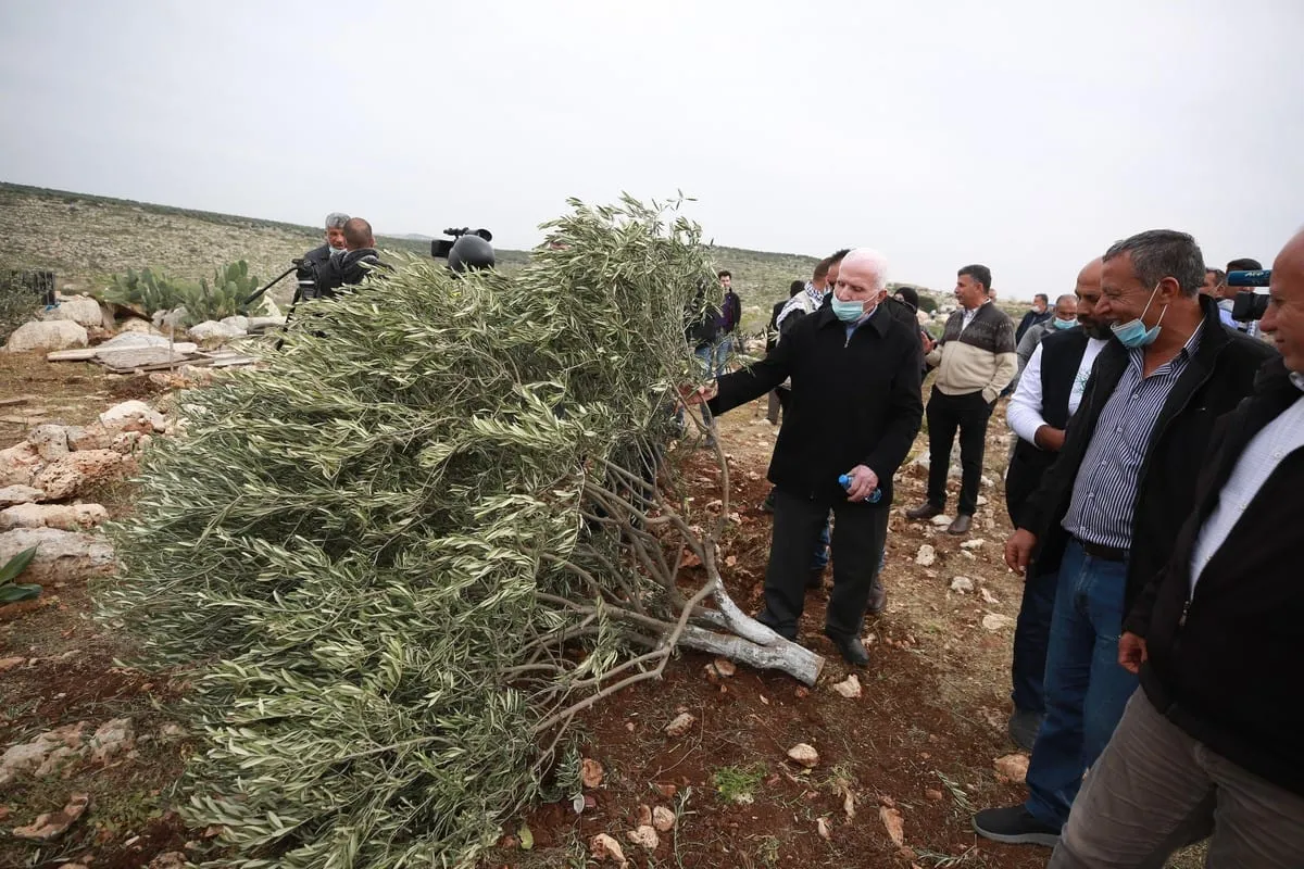 Oliveiras destruídas por colonos israelenses na Cisjordânia ocupada, em 13 de janeiro de 2021 [Issam Rimawi/Agência Anadolu]