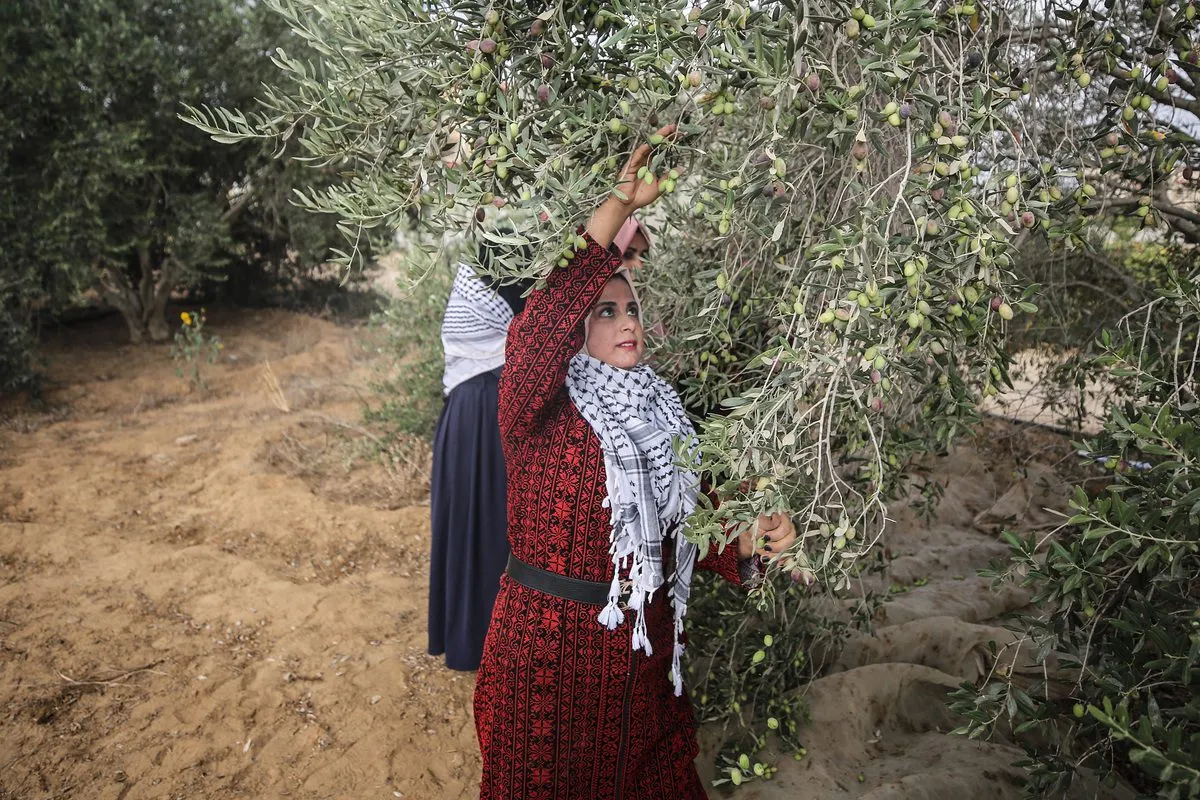 Agricultores palestinos colhem azeitonas em campos de oliveiras em Khan Yunis, Gaza em 03 de outubro de 2021. [Mustafa Hassona/Anadolu Agência]
