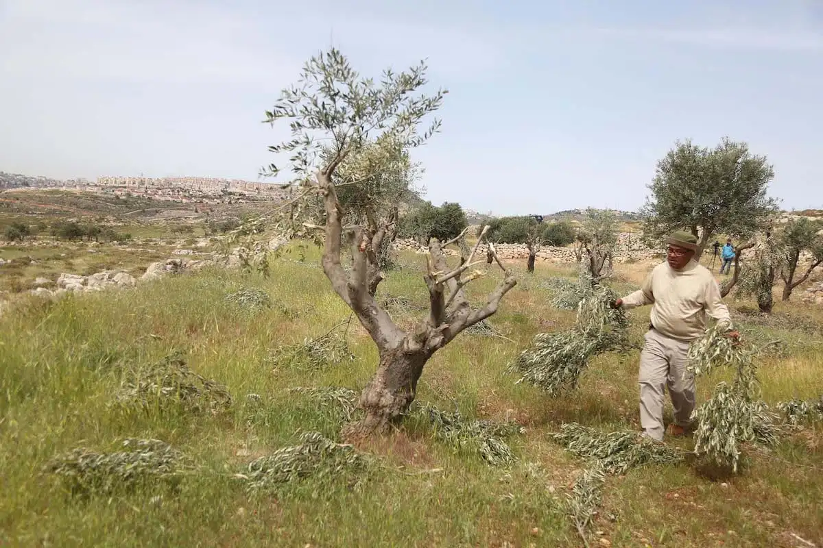 Agricultores palestinos inspecionam danos a suas oliveiras, após ataque de colonos ilegais [Issam Rimawi/Agência Anadolu]
