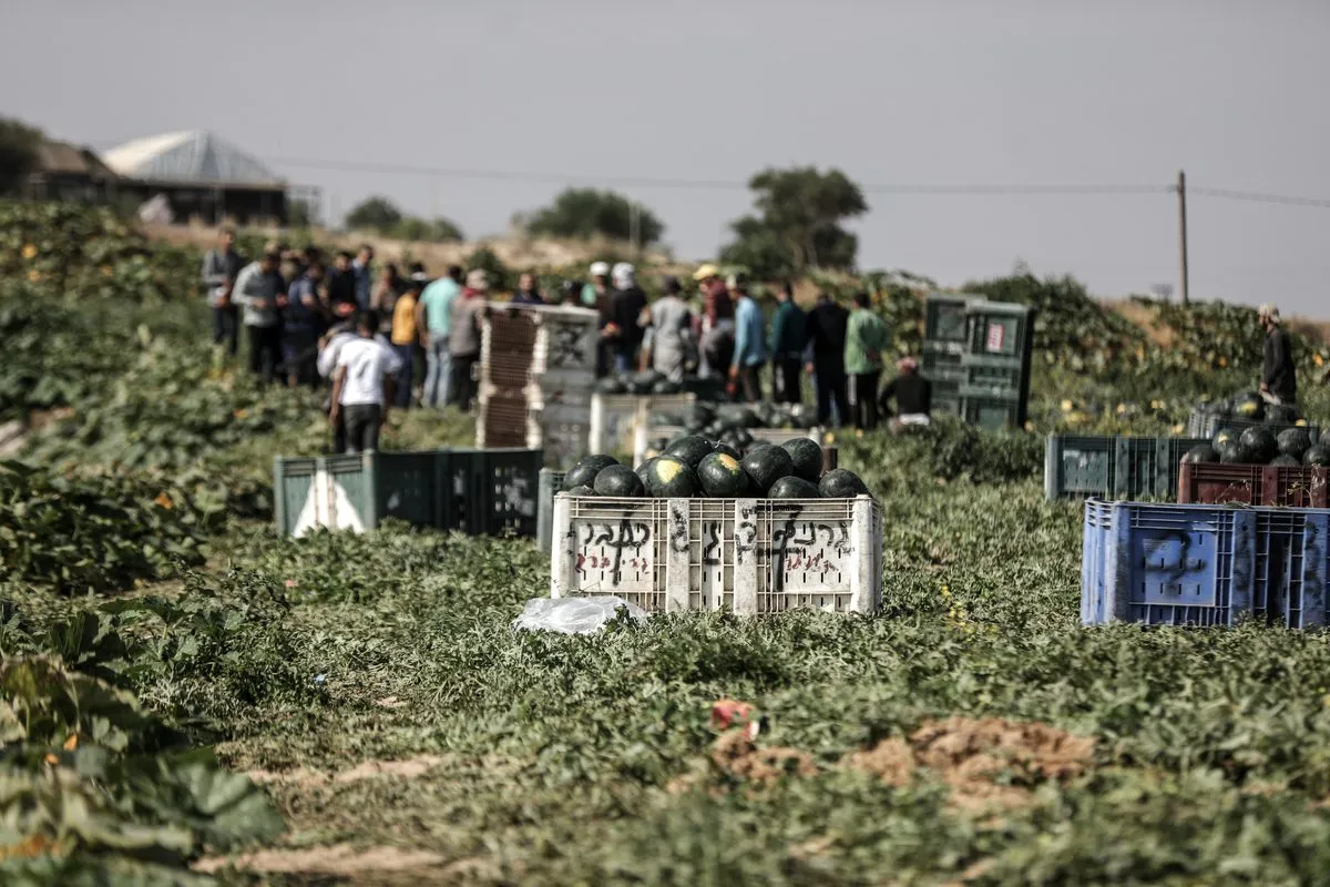 Agricultores palestinos carregam as melancias que coletam de seus campos para os pontos de venda, colocando-as nas caixas quando a colheita da melancia começa em Khan Younis, Gaza, em 17 de maio de 2022 [Ali Jadallah - Agência Anadolu]
