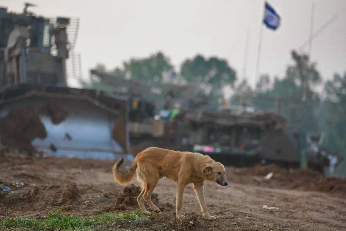 Cachorro caminha entre blindados israelenses no envelope de Gaza, em 19 de janeiro de 2009 [David Silverman/Getty Images]
