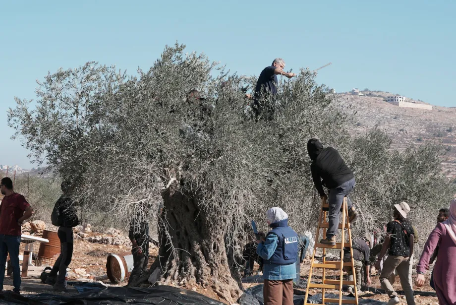 Agricultores palestinos e ativistas que os apoiam são vistos colhendo azeitonas em Ramallah, na Cisjordânia, em 29 de outubro de 2025. Com a temporada de colheita de azeitonas começando em outubro em suas terras na Cisjordânia, os agricultores da região são frequentemente alvo de ataques por colonos israelenses. [Issam Rimawi/Anadolu via Getty Images]